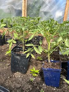 Beefsteak tomatoes - 3$ each with 2 free if you'll buy 10 tomato - Photo 2
