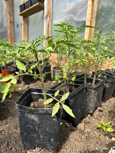 Beefsteak tomatoes - 3$ each with 2 free if you'll buy 10 tomato - Photo 3