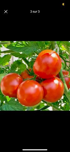 Beefsteak tomatoes - 3$ each with 2 free if you'll buy 10 tomato - Photo 4