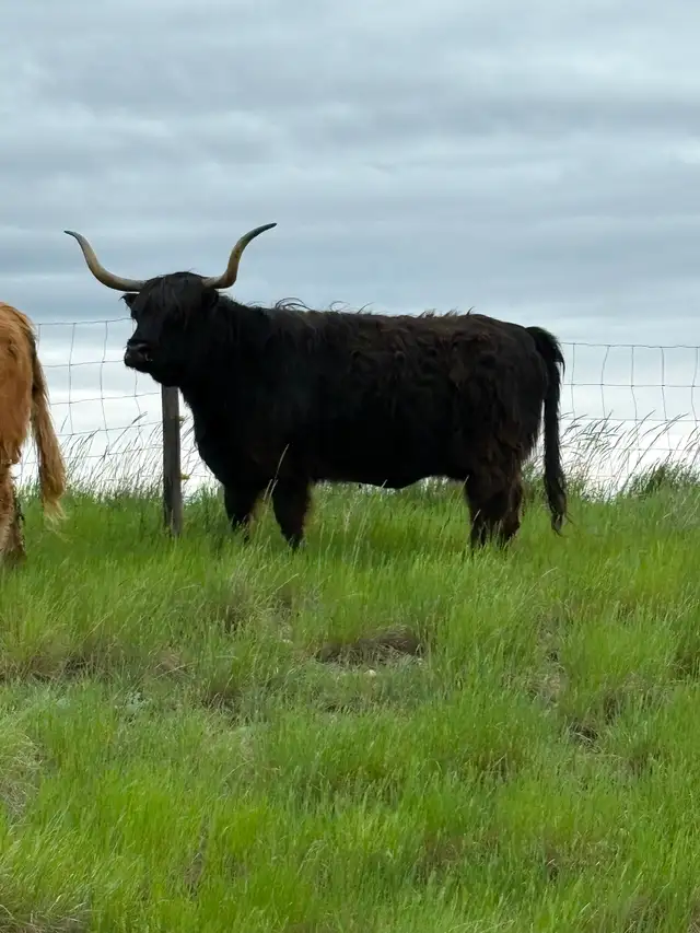 Highland cow
