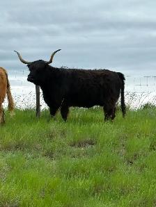 Highland cow