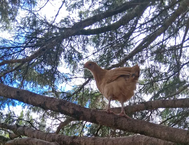 Layer Chicks & Chickens