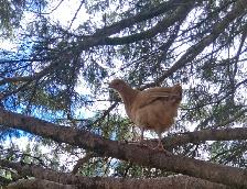 Layer Chicks & Chickens