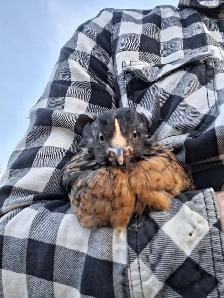 Layer Chicks & Chickens - Photo 5