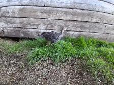 Layer Chicks & Chickens - Photo 6