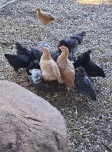Layer Chicks & Chickens - Photo 7