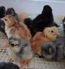 Layer Chicks & Chickens - Photo 9
