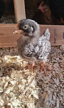 Layer Chicks & Chickens - Photo 10