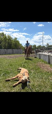 8 year old mare