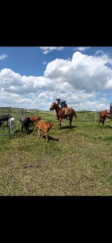 8 year old mare - Photo 2