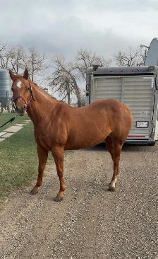 8 year old mare - Photo 3