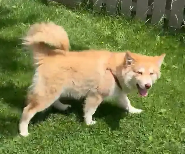 Husky Puppy 5 Months