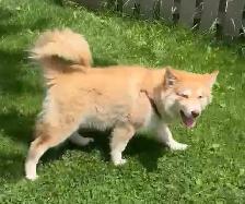 Husky Puppy 5 Months