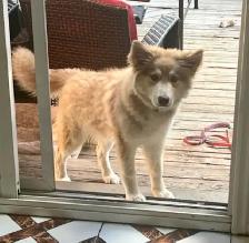 Husky Puppy 5 Months - Photo 2