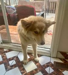 Husky Puppy 5 Months - Photo 3