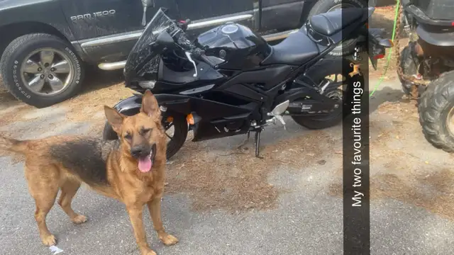 Purebred German Shepherd Female Available for Breeding