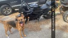 Purebred German Shepherd Female Available for Breeding