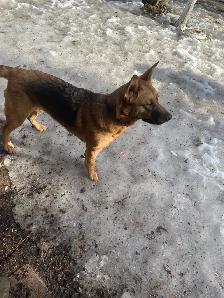 Purebred German Shepherd Female Available for Breeding - Photo 2