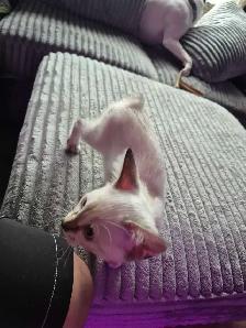 Chaton HIGHLAND Lynx Mâle et femelles - Photo 3