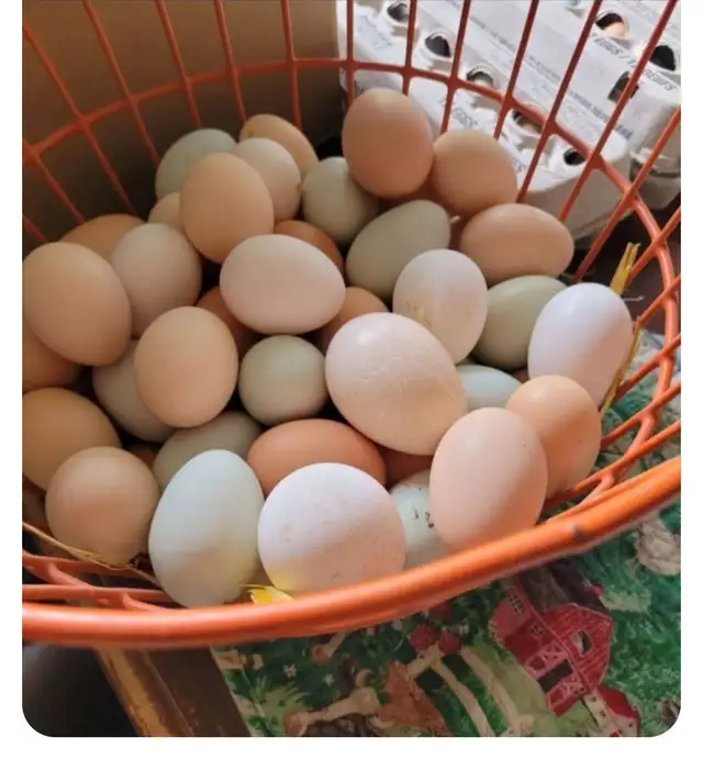 Farm Fresh Eggs