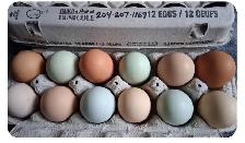 Farm Fresh Eggs - Photo 2