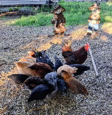 Farm Fresh Eggs - Photo 3