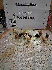 Farm Fresh Eggs - Photo 4