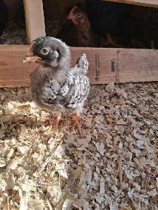 Farm Fresh Eggs - Photo 5