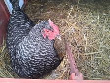 Farm Fresh Eggs - Photo 6
