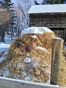 Farm Fresh Eggs - Photo 7