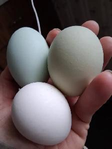 Farm Fresh Eggs - Photo 8