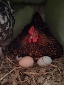 Farm Fresh Eggs - Photo 9