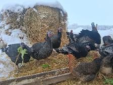 Farm Fresh Eggs - Photo 10