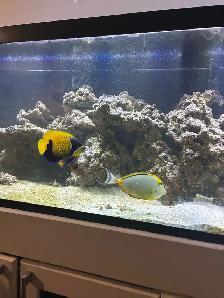 saltwater fish