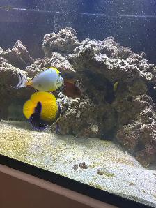 saltwater fish - Photo 2