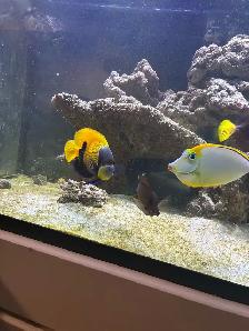 saltwater fish - Photo 3