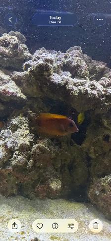 saltwater fish - Photo 4