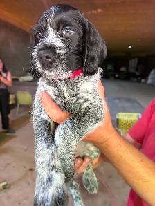 German Wirehaired Pointer Puppy