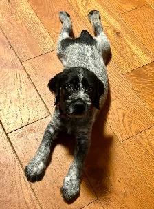 German Wirehaired Pointer Puppy - Photo 2