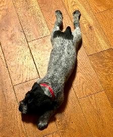 German Wirehaired Pointer Puppy - Photo 3