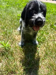 German Wirehaired Pointer Puppy - Photo 4