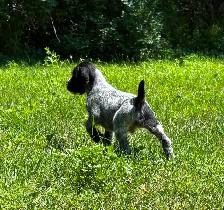 German Wirehaired Pointer Puppy - Photo 5