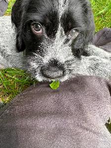German Wirehaired Pointer Puppy - Photo 6