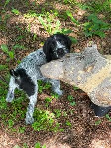 German Wirehaired Pointer Puppy - Photo 7