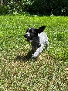 German Wirehaired Pointer Puppy - Photo 8