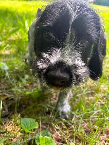 German Wirehaired Pointer Puppy - Photo 9
