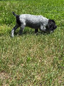 German Wirehaired Pointer Puppy - Photo 10