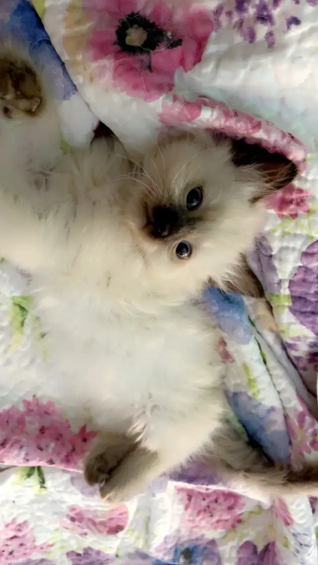 Beautiful Ragdoll Kittens