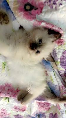 Beautiful Ragdoll Kittens