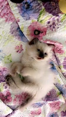Beautiful Ragdoll Kittens - Photo 2